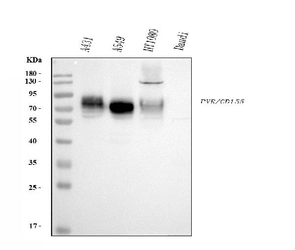 1 - Anti-Poliovirus Receptor/PVR Antibody Picoband™ (monoclonal, 9B9F1) ABO16273