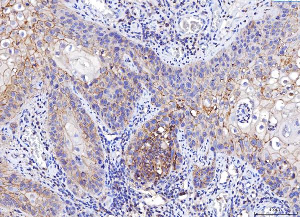 2 - Anti-Poliovirus Receptor/PVR Antibody Picoband™ (monoclonal, 5I13D1) ABO16274
