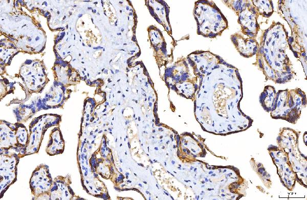 2 - Anti-Poliovirus Receptor/PVR Antibody Picoband™ (monoclonal, 5I13D1) ABO16274