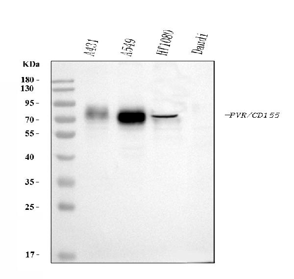 1 - Anti-Poliovirus Receptor/PVR Antibody Picoband™ (monoclonal, 5I13D1) ABO16274