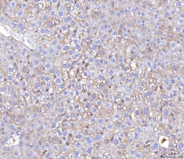 2 - Anti-Poliovirus Receptor/PVR Antibody Picoband™ (monoclonal, 3B11E9) ABO16275
