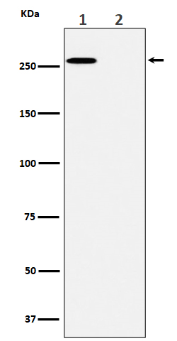 1 - Anti-Phospho-ACC(S79) Rabbit Monoclonal Antibody ABO16277