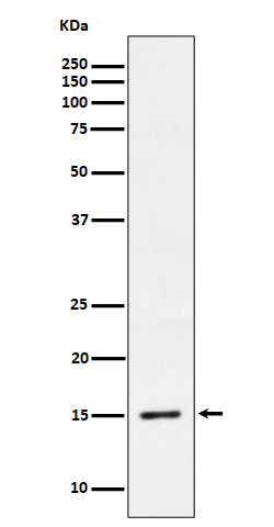 1 - Anti-Phospho-Histone H3.3 (S31) Rabbit Monoclonal Antibody ABO16278