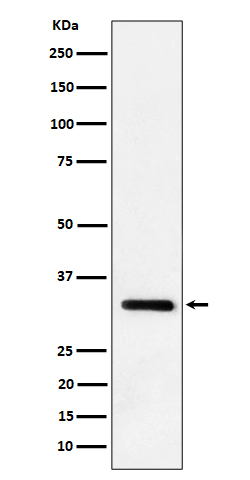 1 - Anti-IL-33 Rabbit Monoclonal Antibody ABO16279