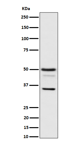 1 - Anti-Bag1 Rabbit Monoclonal Antibody ABO16280