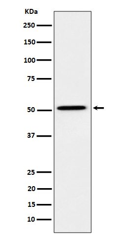 1 - Anti-HNF-4-alpha Rabbit Monoclonal Antibody ABO16283