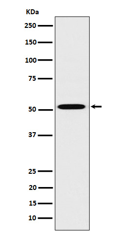 1 - Anti-HNF-4-alpha Rabbit Monoclonal Antibody ABO16284