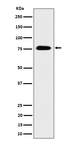 1 - Anti-CRTC3 Rabbit Monoclonal Antibody ABO16287