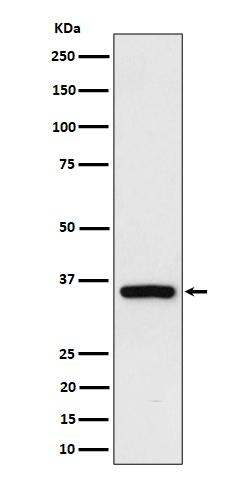 1 - Anti-Rad51D Rabbit Monoclonal Antibody ABO16289