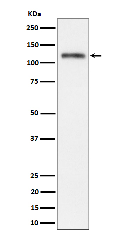 1 - Anti-Semaphorin 4D / CD100 Rabbit Monoclonal Antibody ABO16290