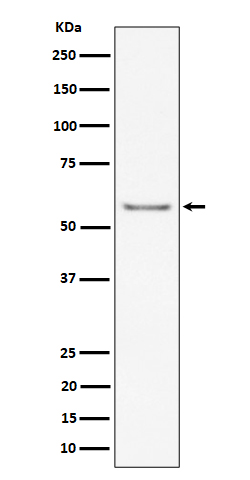 1 - Anti-ICAM2 / CD102 Rabbit Monoclonal Antibody ABO16291