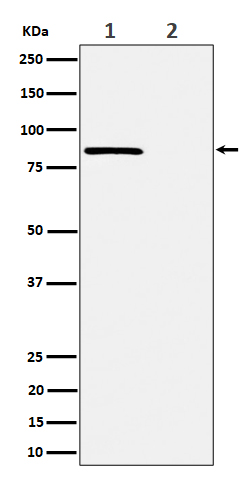 1 - Anti-Phospho-Rad17 (S656) Rabbit Monoclonal Antibody ABO16294