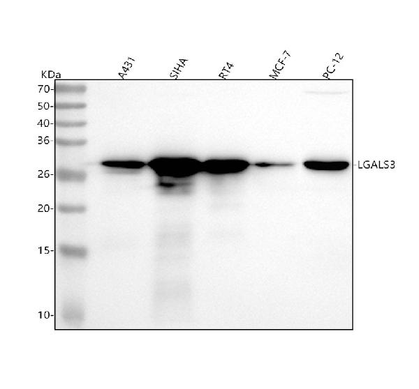 1 - Anti-Galectin 3 Rabbit Monoclonal Antibody ABO16296