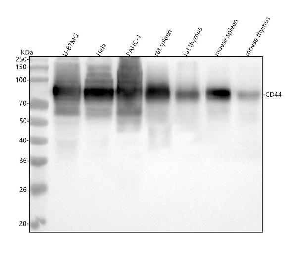 1 - Anti-CD44 Rabbit Monoclonal Antibody ABO16297