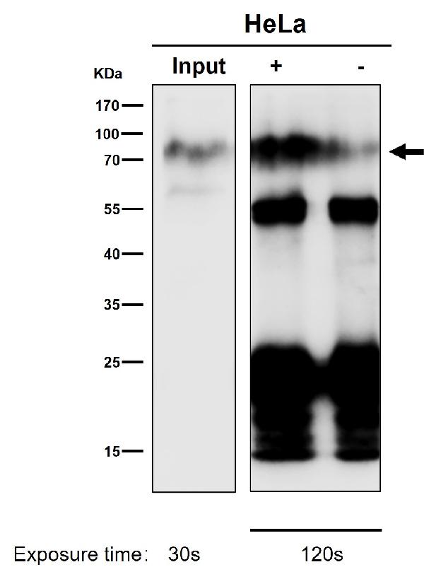1 - Anti-CD44 Rabbit Monoclonal Antibody ABO16297