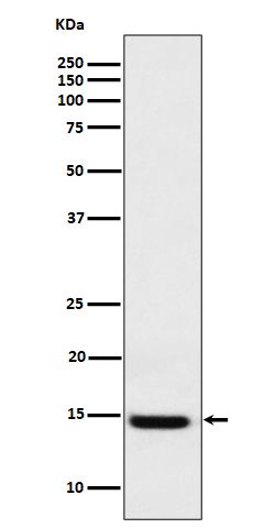 1 - Anti-Galectin 1 Rabbit Monoclonal Antibody ABO16298