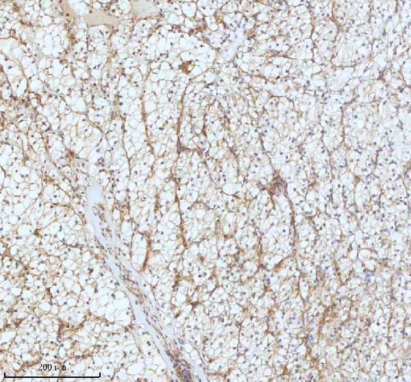 2 - Anti-GCLM Rabbit Monoclonal Antibody ABO16299