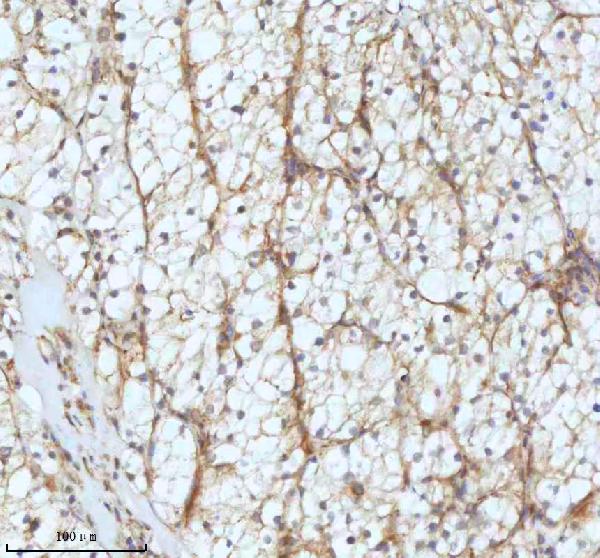 2 - Anti-GCLM Rabbit Monoclonal Antibody ABO16299