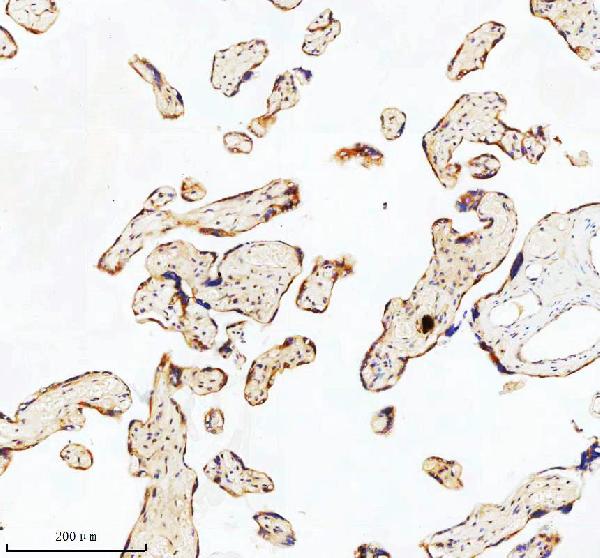 2 - Anti-GCLM Rabbit Monoclonal Antibody ABO16299