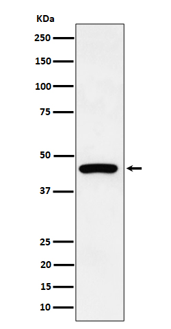 1 - Anti-Cytokeratin 19 Rabbit Monoclonal Antibody ABO16301