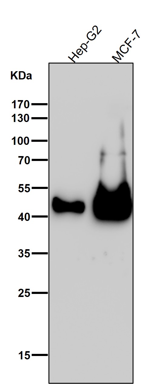 1 - Anti-Cytokeratin 19 Rabbit Monoclonal Antibody ABO16301