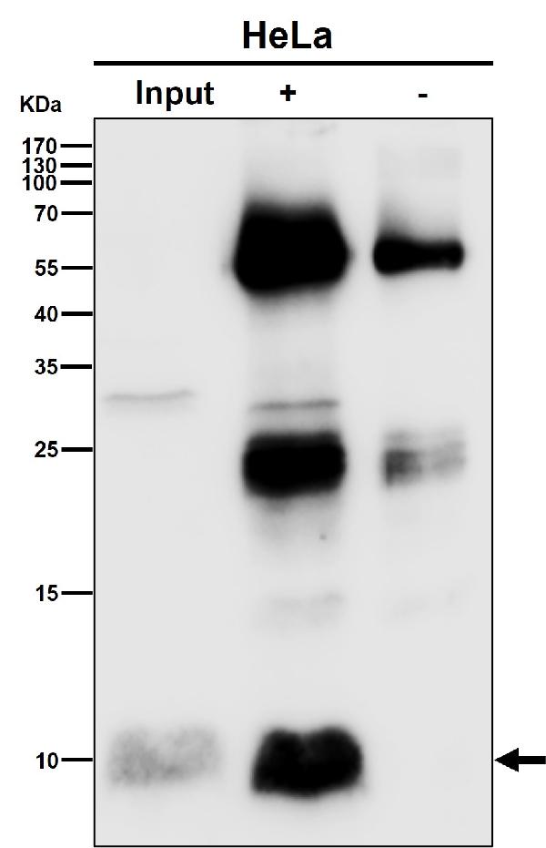 1 - Anti-UFM1 Rabbit Monoclonal Antibody ABO16306