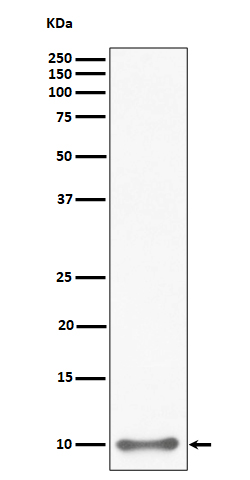 1 - Anti-UFM1 Rabbit Monoclonal Antibody ABO16306