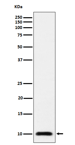 1 - Anti-UBA52 Rabbit Monoclonal Antibody ABO16307