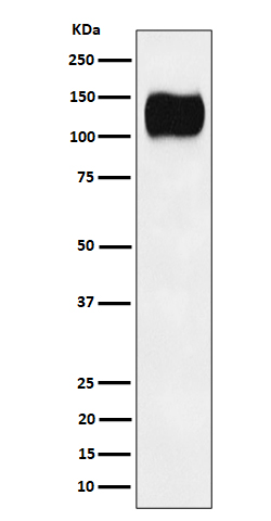 1 - Anti-ICAM3 / CD50 Rabbit Monoclonal Antibody ABO16312