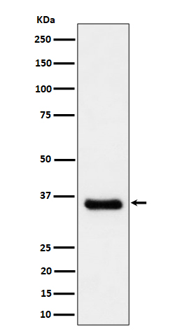 1 - Anti-Cyclin H/p34 Rabbit Monoclonal Antibody ABO16313