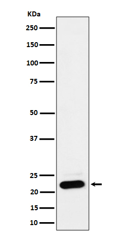 1 - Anti-NDUFB9 Rabbit Monoclonal Antibody ABO16314