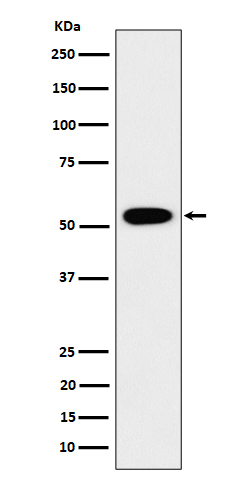 1 - Anti-GRSF1 Rabbit Monoclonal Antibody ABO16315