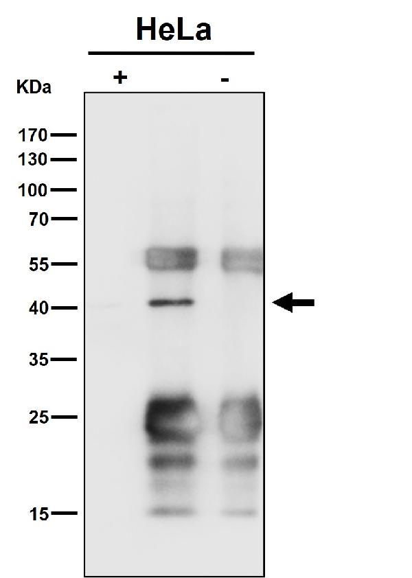1 - Anti-ENDOGL1 / ENGL Rabbit Monoclonal Antibody ABO16317