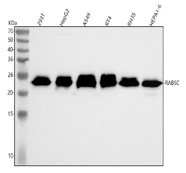 1 - Anti-RAB5C / RABL Rabbit Monoclonal Antibody ABO16319