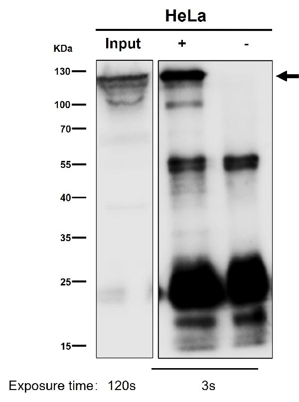 1 - Anti-MCM2 Rabbit Monoclonal Antibody ABO16324