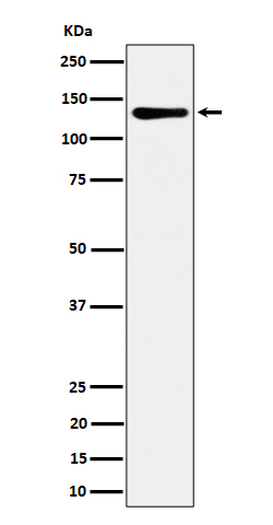 1 - Anti-MCM2 Rabbit Monoclonal Antibody ABO16324