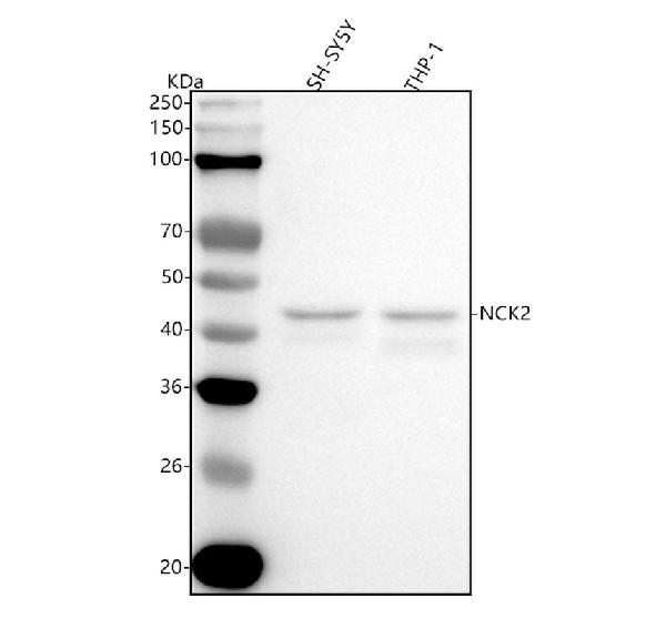 1 - Anti-Nck2 Rabbit Monoclonal Antibody ABO16325