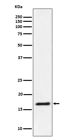 1 - Anti-Ube2L3 / UBCH7 Rabbit Monoclonal Antibody ABO16326