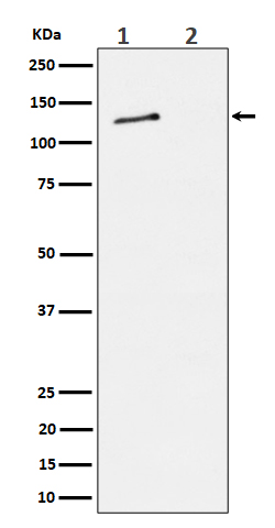 1 - Anti-Phospho-MCM2 (S27) Rabbit Monoclonal Antibody ABO16329