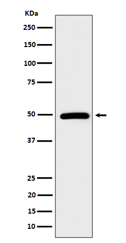 1 - Anti-AMSH Rabbit Monoclonal Antibody ABO16330
