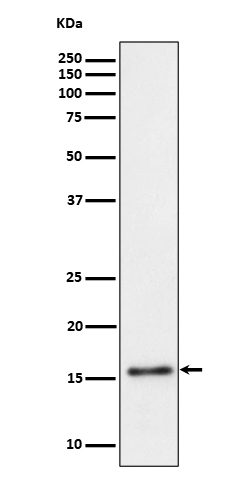 1 - Anti-TRAPPC2 Rabbit Monoclonal Antibody ABO16333