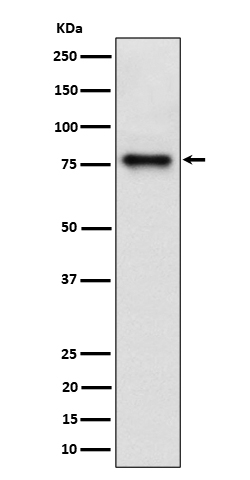 1 - Anti-Cip4 Rabbit Monoclonal Antibody ABO16334