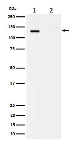 1 - Anti-Phospho-MCM2 (S41) Rabbit Monoclonal Antibody ABO16335