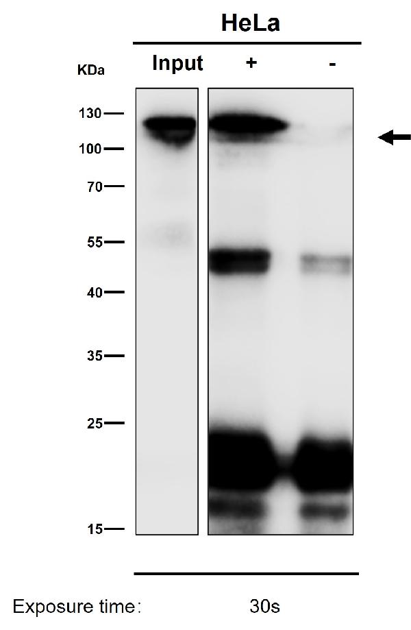 1 - Anti-BLNK Rabbit Monoclonal Antibody ABO16338