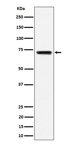 1 - Anti-BLNK Rabbit Monoclonal Antibody ABO16338