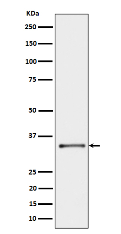 1 - Anti-CYB5R3 Rabbit Monoclonal Antibody ABO16339