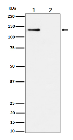1 - Anti-Phospho-MCM2 (S108) Rabbit Monoclonal Antibody ABO16340