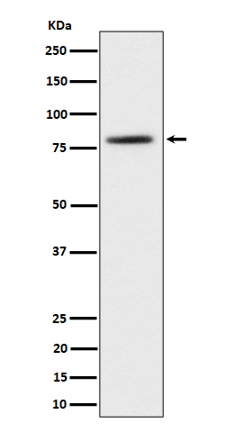 1 - Anti-TORC2 Rabbit Monoclonal Antibody ABO16341