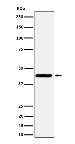1 - Anti-Nodal Rabbit Monoclonal Antibody ABO16342