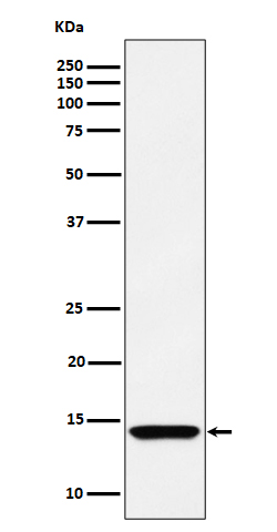 1 - Anti-HINT1 Rabbit Monoclonal Antibody ABO16343